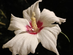 夜に踊る貴婦人