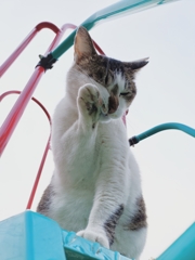 チャオ！！