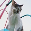 チャオ！！