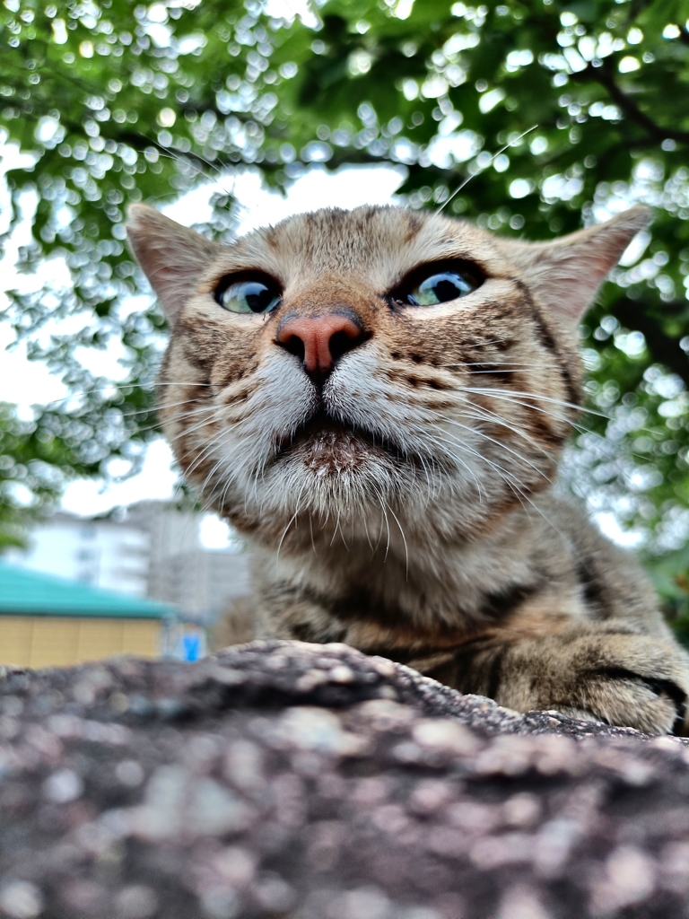 ツン