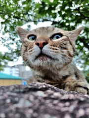 ツン