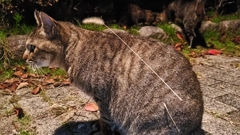 装備・猫じゃらし