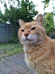 猫の視線は冷たいが・・・・