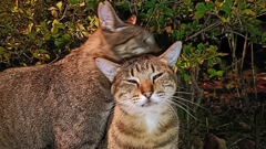 も〜好きにして。