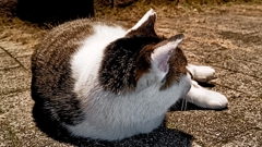 惰性でバス旅番組を見る猫