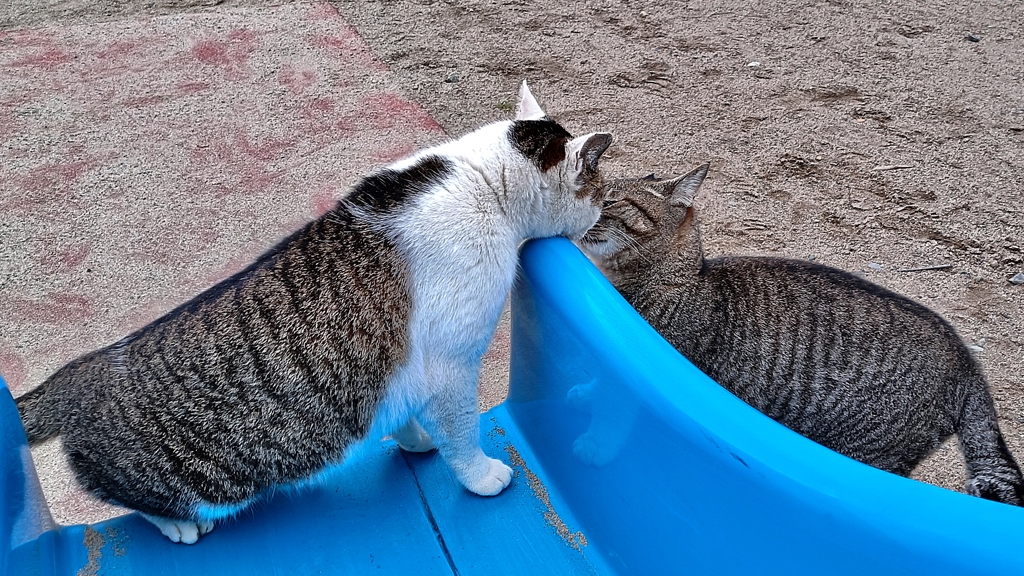 ・・・・ギョウザ？