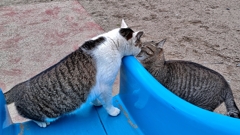 ・・・・ギョウザ？