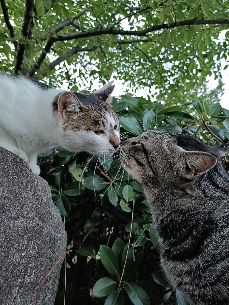 初めてのチュー。キミとチュー。