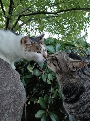 初めてのチュー。キミとチュー。