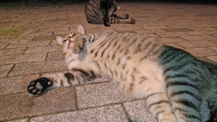 ぼけ〜