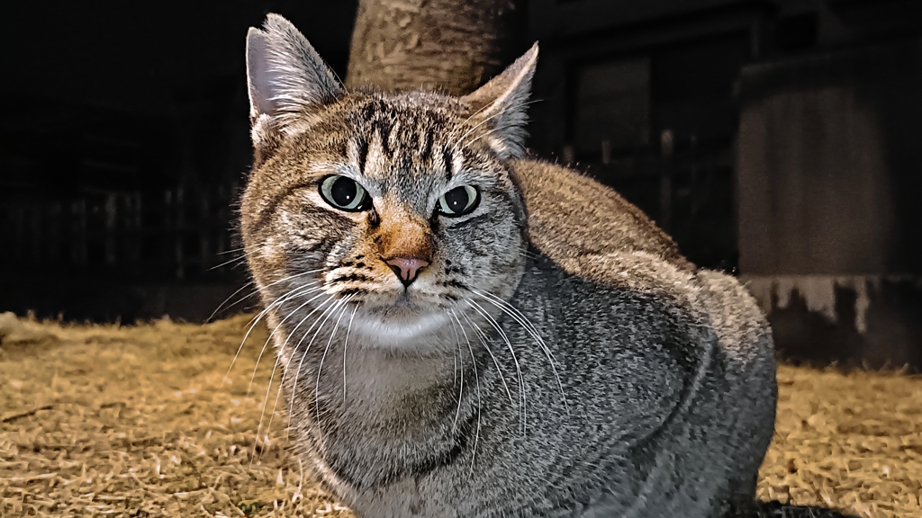 場所取りにゃん