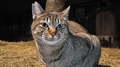 場所取りにゃん