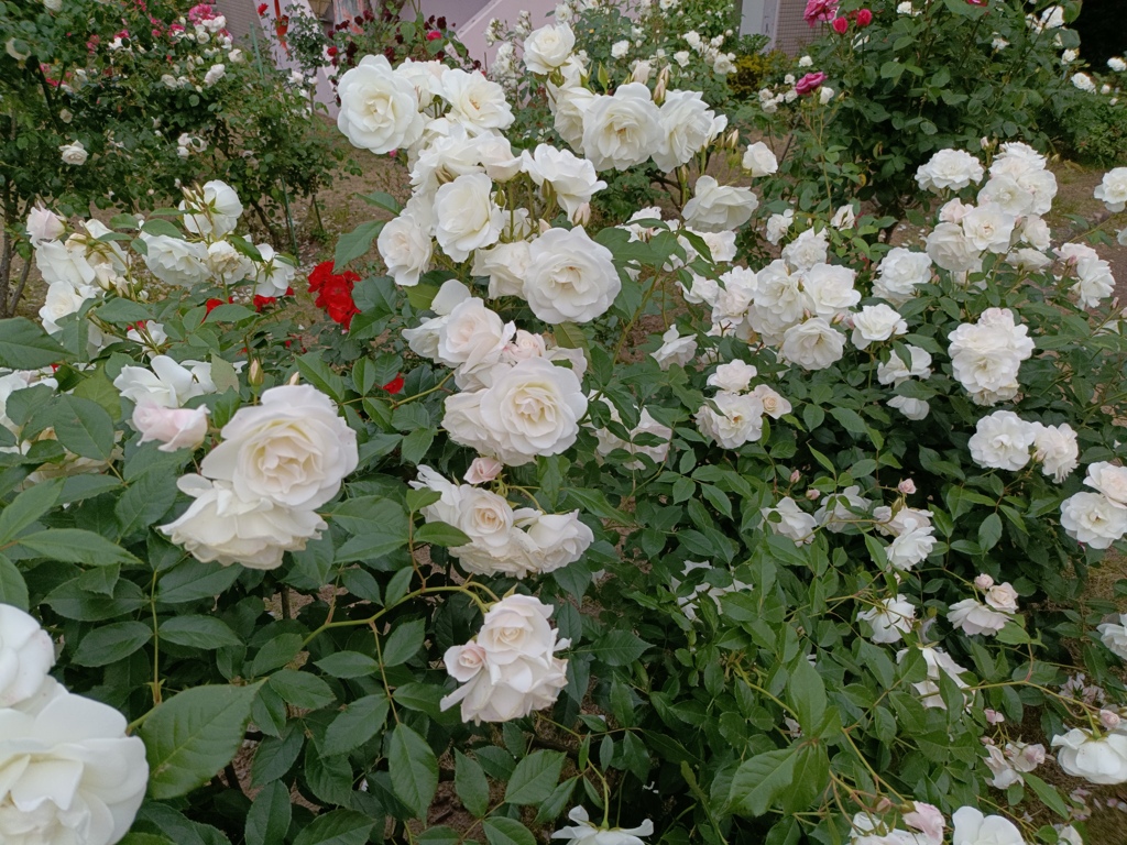 花嫁さんたち