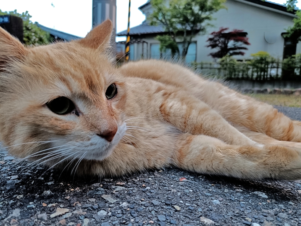 ごろん