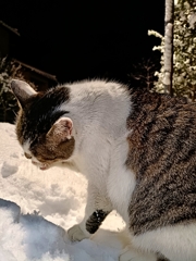 シロップにゃい？抹茶で！！