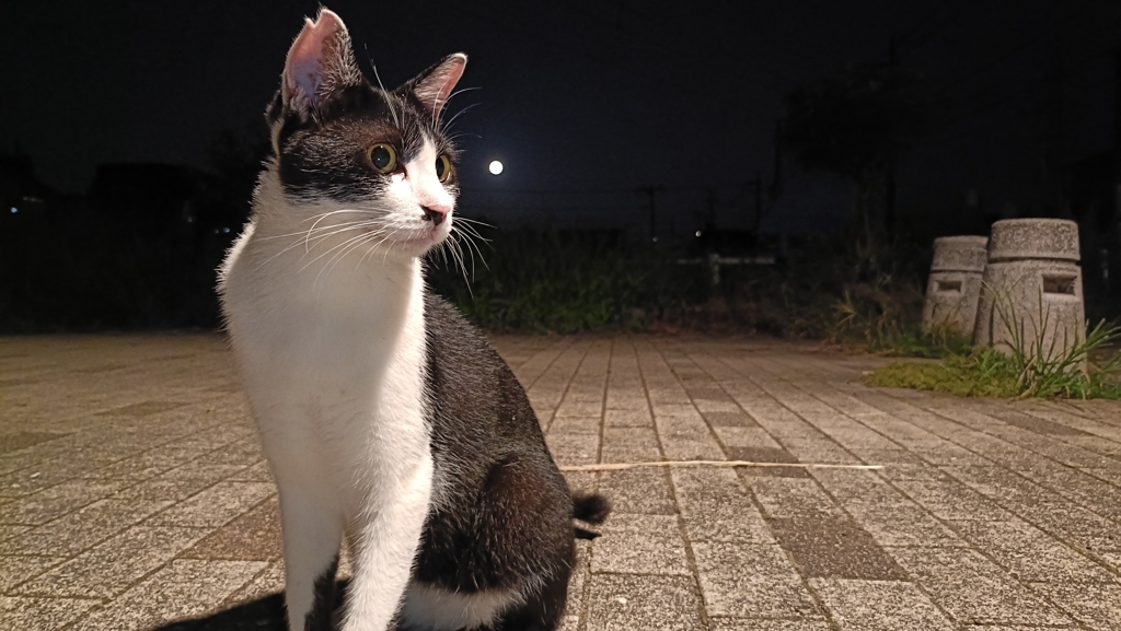 猫と月