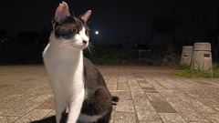 猫と月