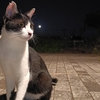猫と月