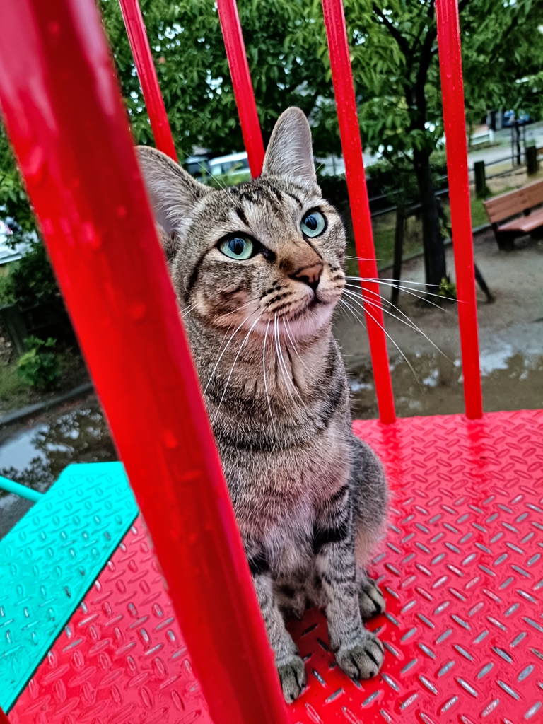 雨雨ふれふれ母さんが〜