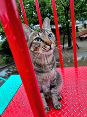 雨雨ふれふれ母さんが〜