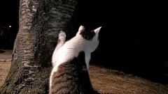 猫探偵物語