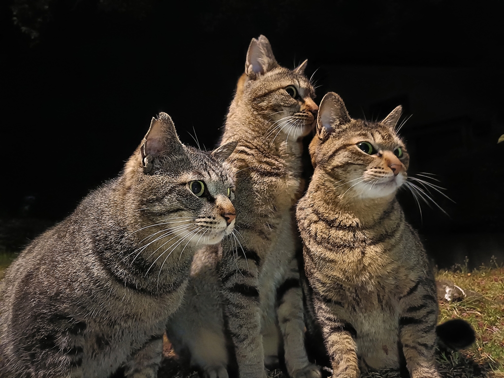 猫〜ズ