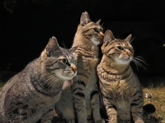 猫〜ズ