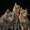 猫〜ズ