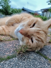 夢の中へ