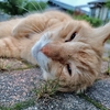 夢の中へ