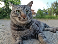 猫さんの目がテン！