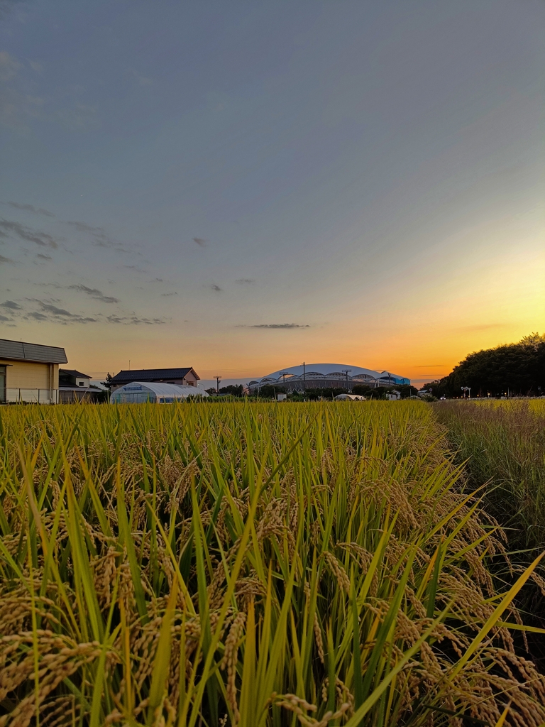 夕色×黄金色×白鳥