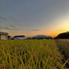 夕色×黄金色×白鳥