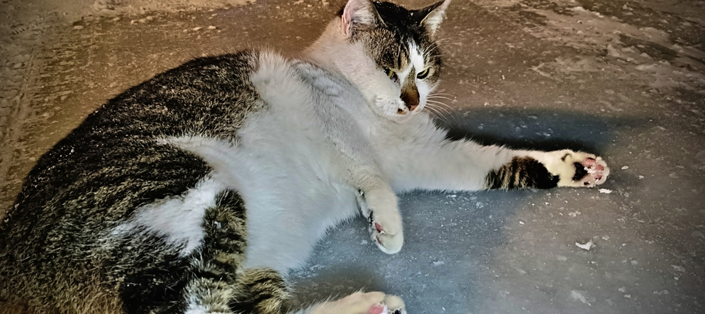 冬型猫