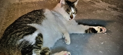冬型猫