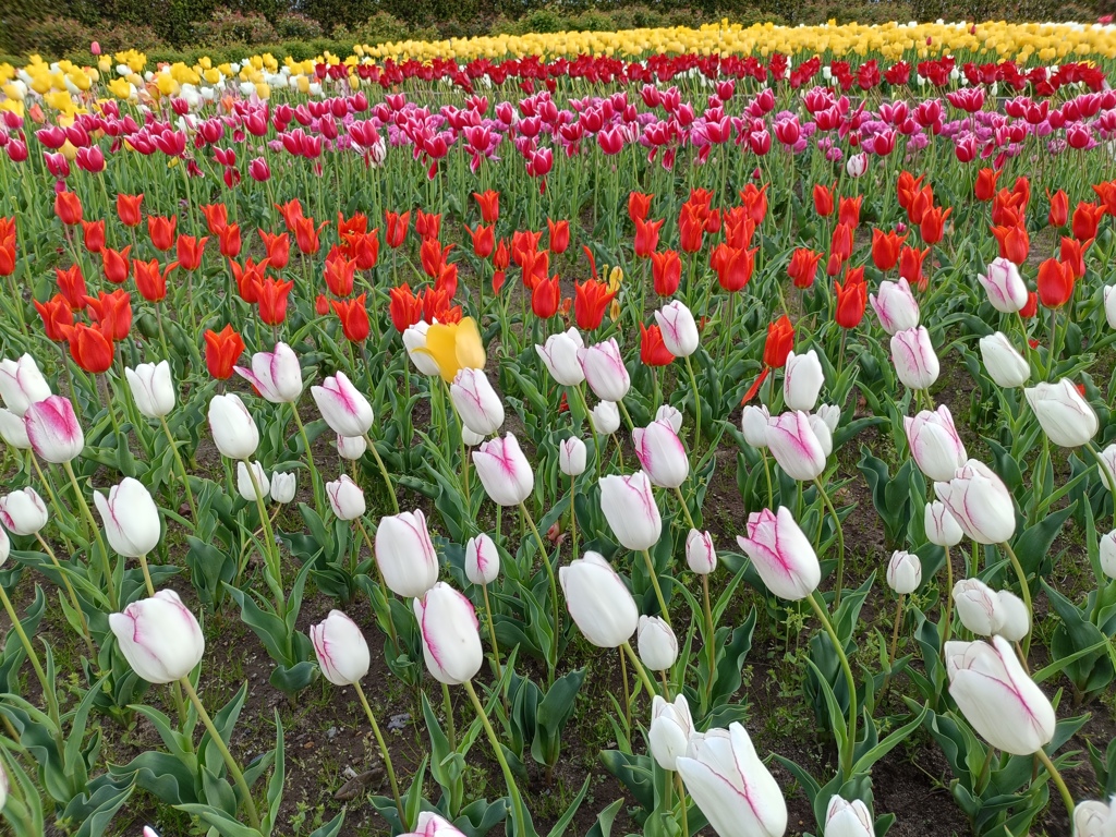 5月を象徴する花
