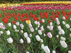 5月を象徴する花
