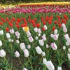 5月を象徴する花