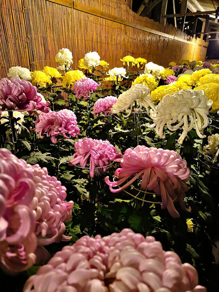 弥彦神社・菊まつり。アサガオの代わりに。