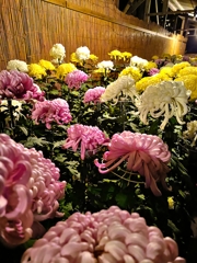 弥彦神社・菊まつり。アサガオの代わりに。