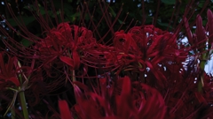 日影で映える花