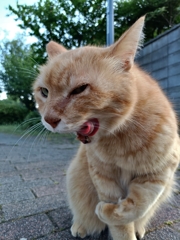 ニャめ〜！！ぶっ飛ばすぞ！！