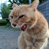 ニャめ〜！！ぶっ飛ばすぞ！！