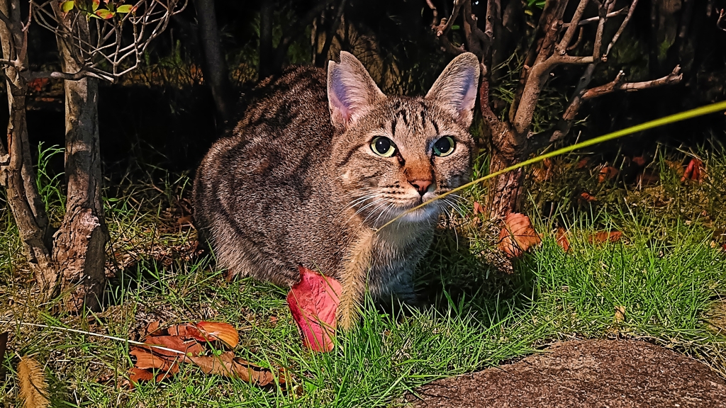 猫と遊ぶ