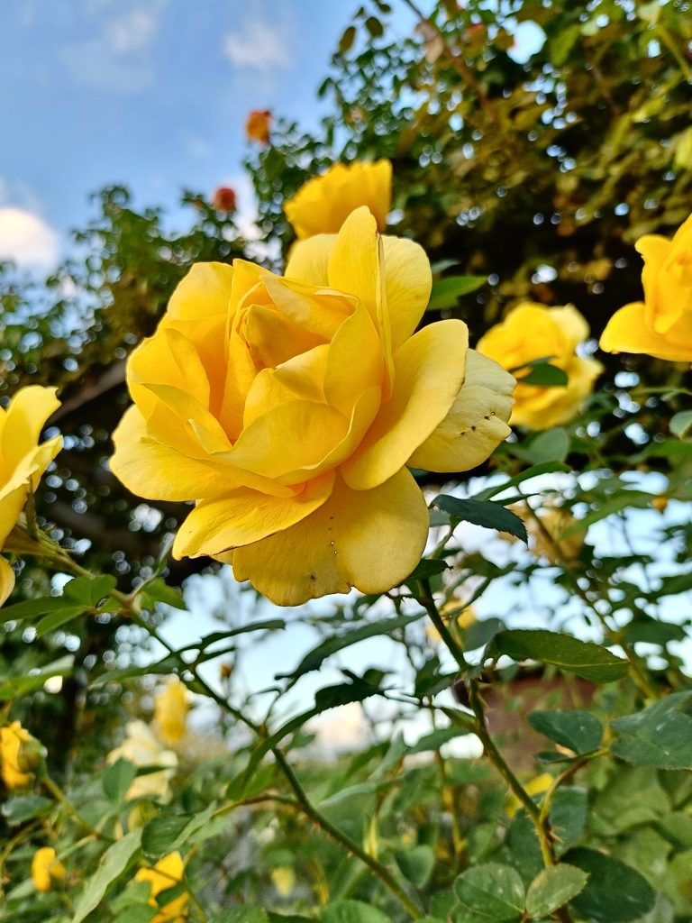 門を彩る秋の薔薇