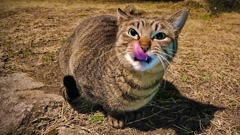 ペットフードのCMを待つ猫