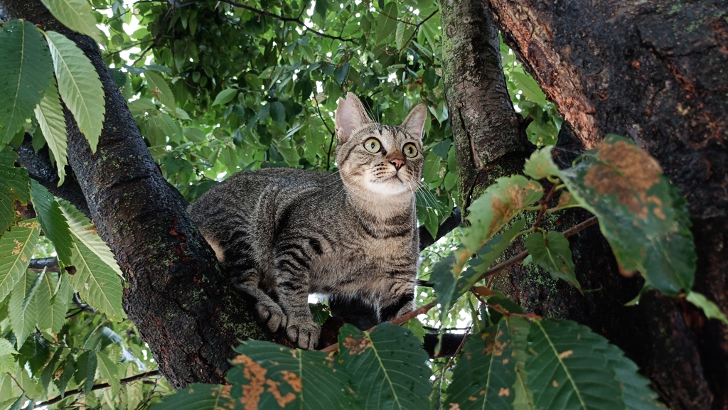 覚醒める野生ⅱ