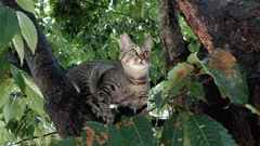 覚醒める野生ⅱ