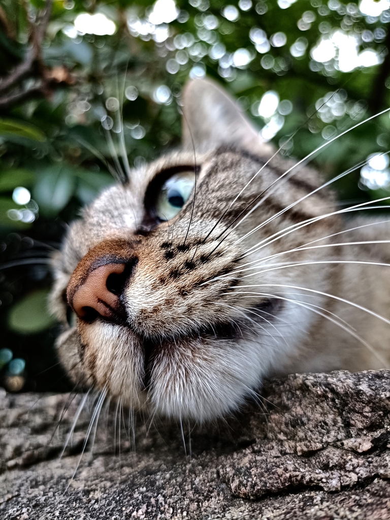 ・・・・・・・にゃん。