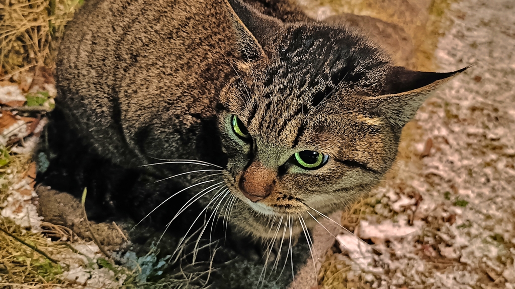 たまには上から。